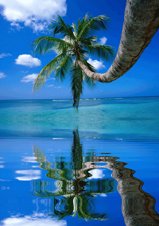 AniWaterPineTree.gif image by suton1